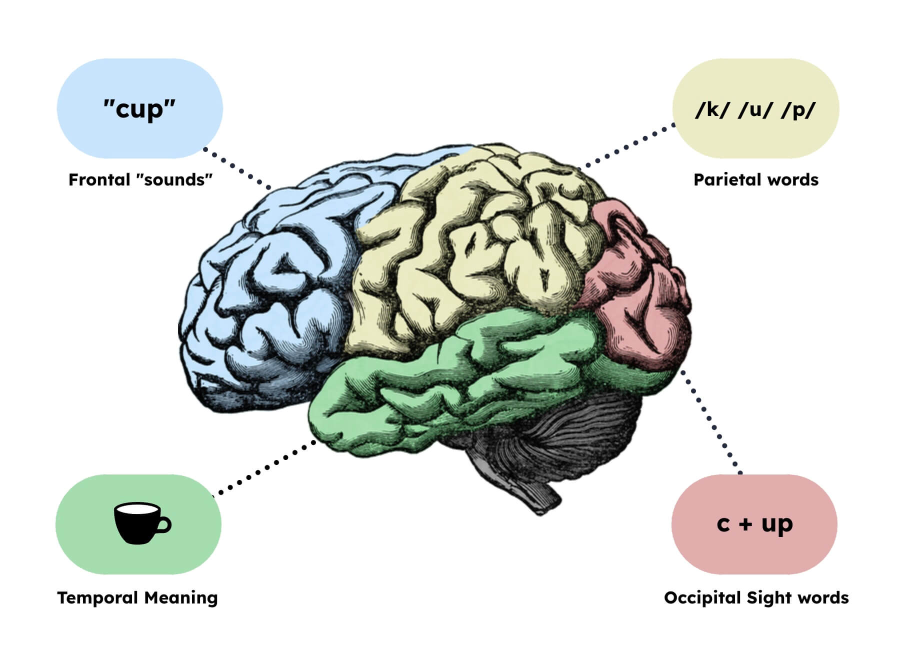 Featured image for “Diving into Phonics: Get our new Digraphs and Vowel Teams templates”